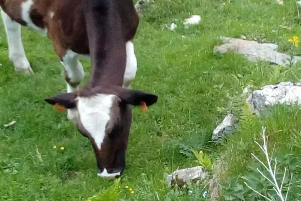 Prázdninový dům Vila Casa Della Nina Pigra Itálie